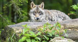 Após pressão de fazendeiros, Alemanha libera caça a lobos