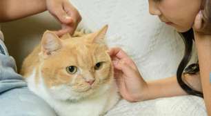 Gato bebendo mais água? Pode ser sinal de problema grave nos rins