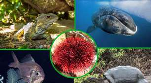 Haja longevidade! Os animais que vivem mais tempo