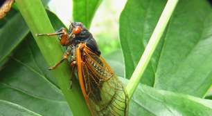 Entenda só por que as cigarras fazem tanto barulho