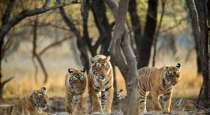 Projeto quer trazer tigres de volta ao Cazaquistão