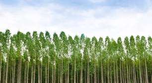 Quando a flora descobre minerais: eucaliptos que absorvem ouro