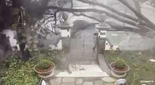 Árvore cai durante temporal em BH e quase atinge pedestre; veja