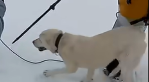 Cachorro é resgatado vivo após ficar nove dias preso em montanha coberta por neve