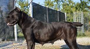 Cães de guarda unem proteção, lealdade e inteligência