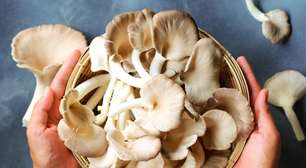 Por que lavar cogumelos na torneira pode estragar o prato?