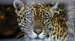 O que significa sonhar com onça?