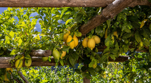 Este especialista em plantas alerta: "Se você tem um limoeiro, nunca deve deixar esses brotos crescerem"