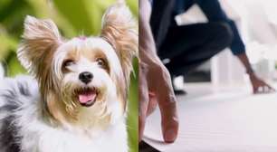Empresário de São Paulo cria empresa de tapetes ecológicos para cachorros e fatura R$ 250 mil