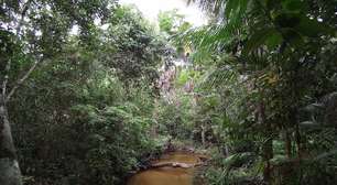 Como o desmatamento reorganiza - para pior - a cadeia alimentar dos igarapés da Amazônia