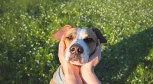 Cachorro bravo: 6 dicas para melhorar o comportamento do animal