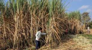 Stonex Reduz em 70% Previsão de Excedente Global de Açúcar para 2025/26