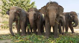 Elefantes sob controle: por que a Tailândia recorre à imunização contraceptiva