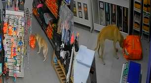 Cadela 'invade' pet shop, abocanha saco de ração e foge antes de dona impedir 'furto' no RJ