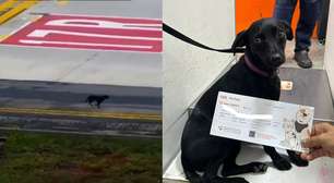 Cadelinha escapa de caixa e invade pista de decolagem do Aeroporto de Congonhas em São Paulo