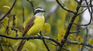 Vocês sabiam? Bem-te-vi: o pássaro mais comum do Brasil