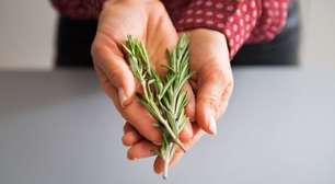 Por que algumas pessoas colocam alecrim atrás da orelha? O motivo pode te surpreender