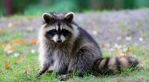 Guaxinins conseguem resolver enigmas por diversão, diz estudo