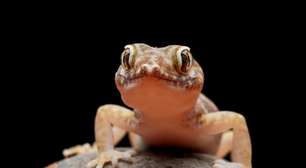 Descubra o papel das lagartixas no ambiente doméstico