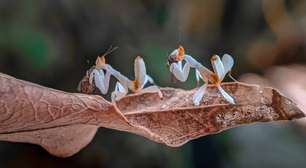 Como o louva-a-deus-orquídea usa o mimetismo para caçar?