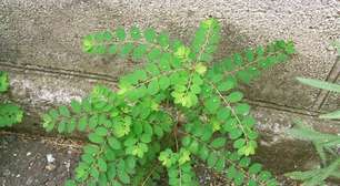 Quebra-pedra vai virar medicamento produzido no Brasil; veja benefícios