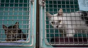 ONGs alertam para onda de abandono de cachorros e gatos em Dubai após início da guerra