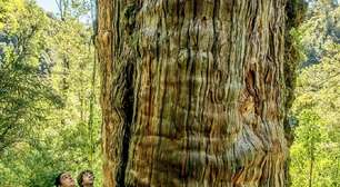 Maior do que imaginávamos: cientistas descobrem uma rede invisível e cheia de vida sob uma das árvores mais antigas do planeta