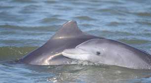 Prática centenária entre pescadores e botos vira Patrimônio Cultural do Brasil