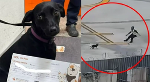 Cadela foge da caixa de segurança, invade a pista e paralisa o aeroporto de Congonhas por 9 minutos