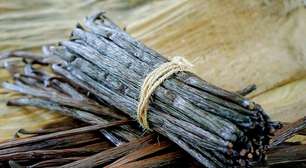 Baunilha do Cerrado fortalece a bioeconomia brasileira