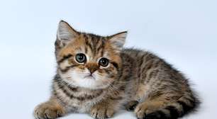 Vai adotar um pet? O que fazer nos primeiros dias