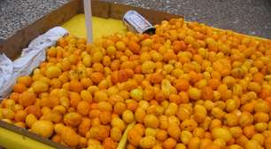 Frutas brasileiras que nem todos sabem que existem; conhece alguma?