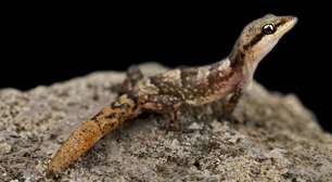 Salamandras e lagartixas: parecidas, mas mundos diferentes