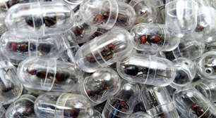 O chinês preso tentando contrabandear 2 mil formigas rainhas do Quênia