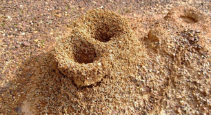 Diga adeus aos formigueiros no seu jardim, pátio e terraço: veja como você pode se livrar facilmente desses insetos