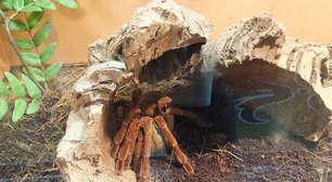 Proteína gigante? Por que tribos indígenas consomem a aranha-golias