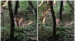 Onça-parda é avistada em fazenda de itu em São Paulo