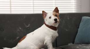 9 dicas para reduzir os pelos dos animais pela casa