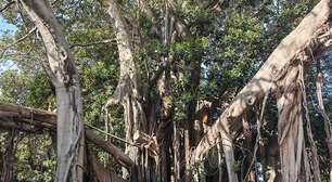 Cidade na Itália se mobiliza para salvar uma das maiores árvores da Europa