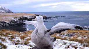 Além do voo, as aves que se destacam pelo porte gigante