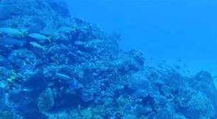 O universo oculto das criaturas das profundezas dos oceanos