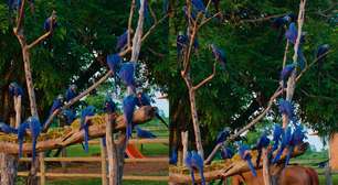 Fotógrafo faz lindo registro de 'árvore de araras-azuis' no Pantanal