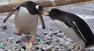 Pinguins usam pedrinhas pintadas por crianças hospitalizadas para cortejar seus parceiros