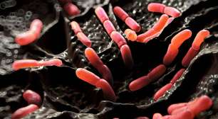 Intestino saudável, mente saudável: a relação entre microbiota e imunidade