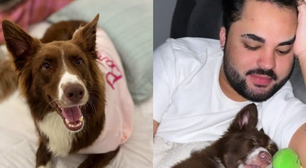 'Agiu como se fosse descartável': Lucas Guedez é acusado de abandonar cachorrinha em creche; influenciador circula com uma nova cadela