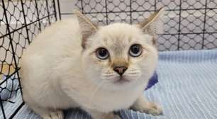 Itaquá Park Shopping recebe feira de adoção de cães e gatos neste sábado