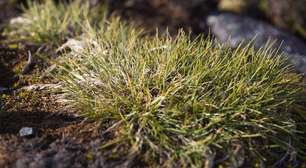Capim-de-cabelo-antártico: a planta que sobrevive ao frio extremo
