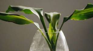 Três plantas aquáticas que quase não requerem cuidados e decoram qualquer cômodo da casa