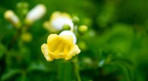 Uma planta pouco conhecida que floresce o ano todo e requer manutenção mínima
