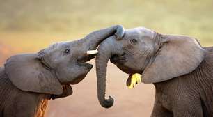 Chapada dos Guimarães abriga elefantes resgatados em circo e tem espaço natural e seguro